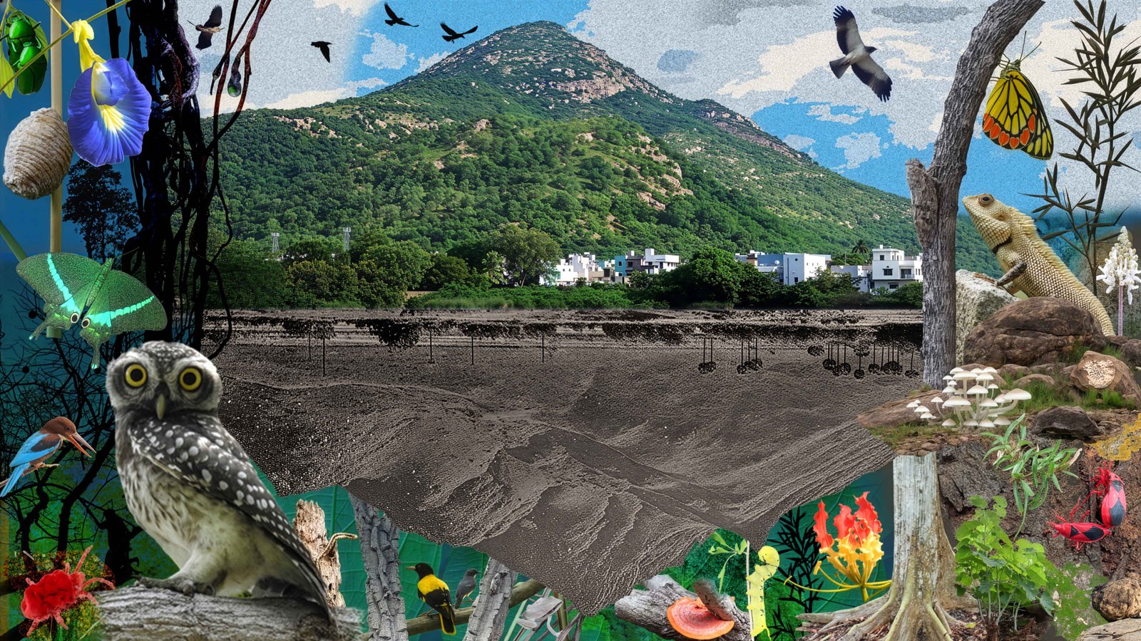 Emerging Ecologies background image
